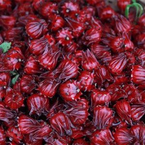 Gói 1g hạt giống atiso đỏ