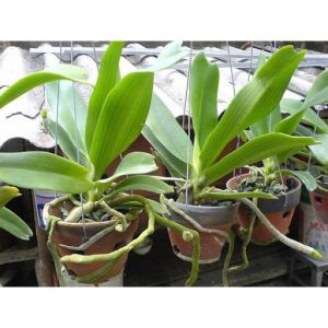 ATONIK - Phân bón lá - Kích thích nảy mầm gói 10ml