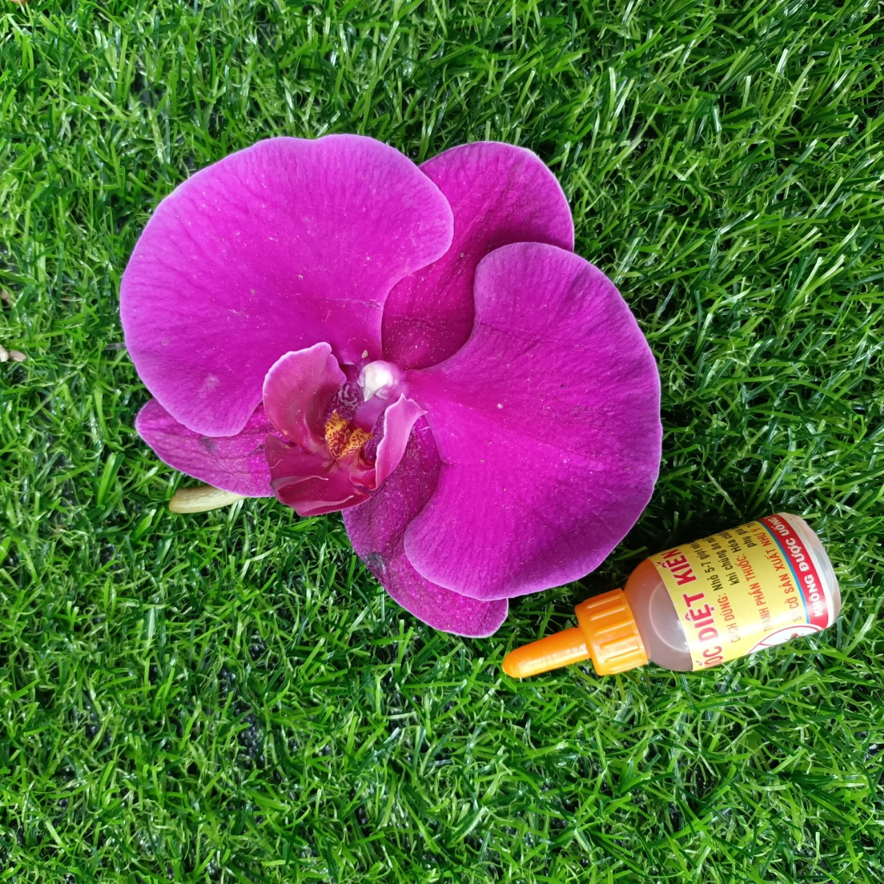 Thuốc diệt kiến, diệt gián sinh học hiệu quả, an toàn cho người và vật nuôi - 1 chai