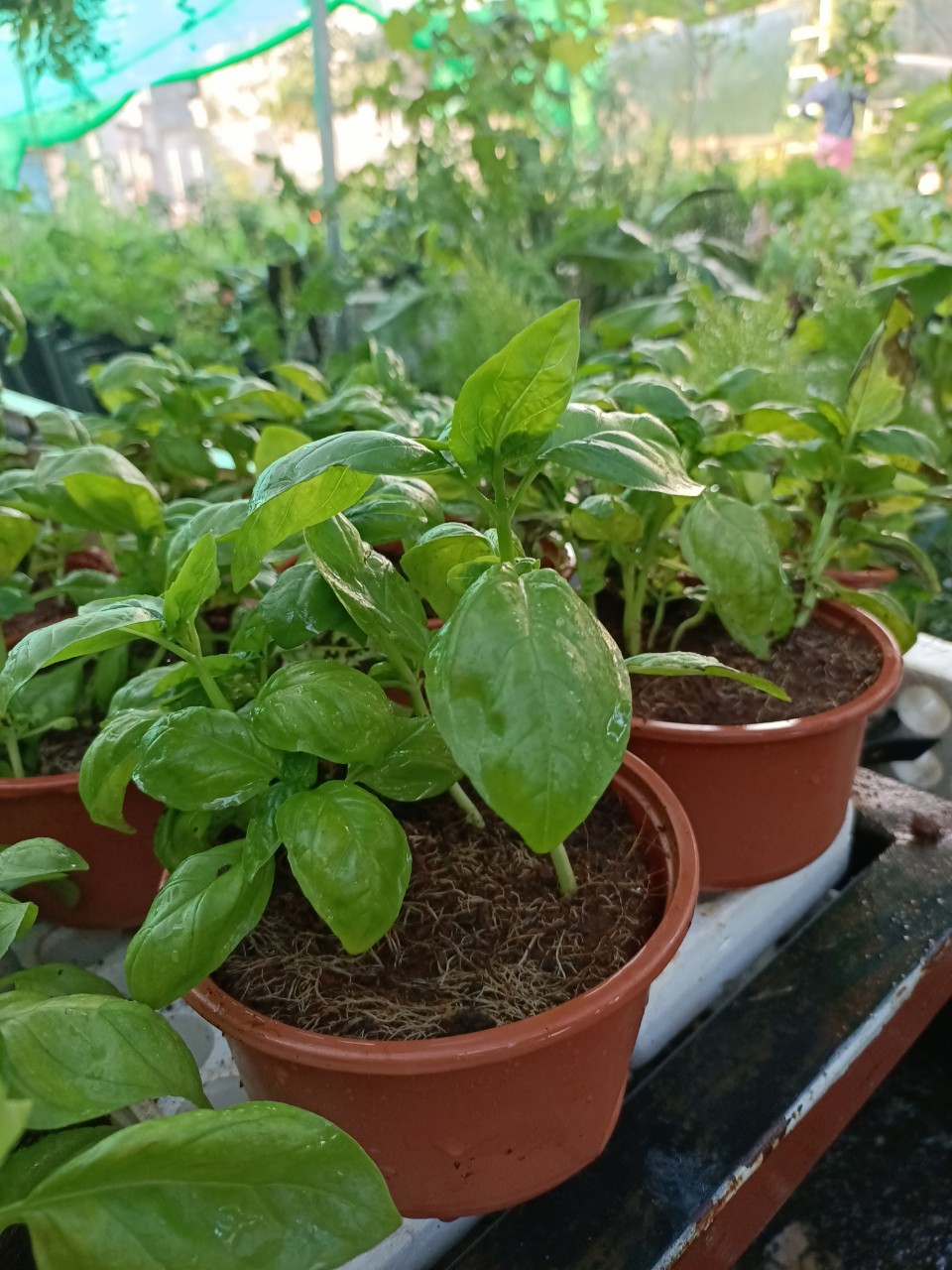 Chậu cây húng tây, cây gia vị, Basil