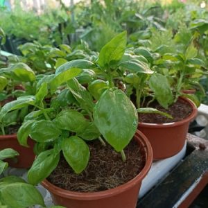 Chậu cây húng tây, cây gia vị, Basil