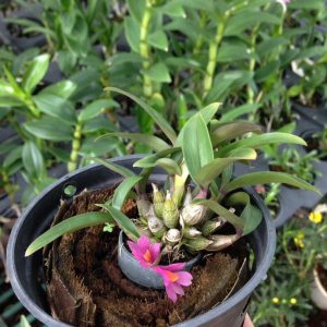 Chậu cây lan Dendro Nhật Hibiki bông chùm cực đẹp