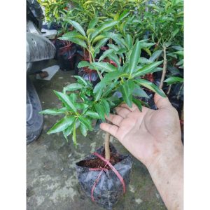 Cây giống Tắc thái trái dài (kim quất, quất thái, tắc mỹ, tắc vỏ ngọt) đang có trái - cây lớn