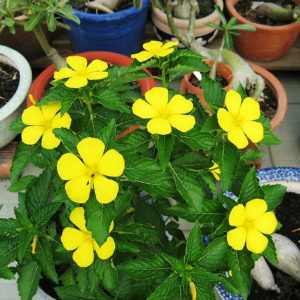 Cây giống Cây Đông hầu - Dừa vàng