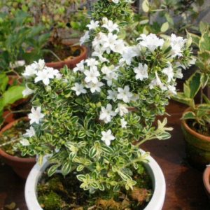 Chậu cây giống Bạch Tuyết Mai dáng bonsai