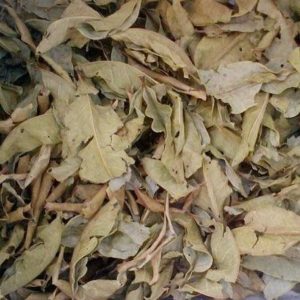 1kg lá vối khô giải nhiệt cho cơ thể, mát gan, lợi tiểu, giảm cân