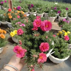 Chậu cây hoa mười giờ Mỹ (10h Mỹ) - Giao chậu mix màu cho hoa to đẹp