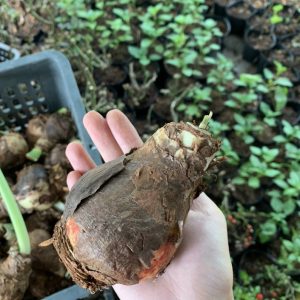 Củ lan huệ, củ hoa loa kèn cho hoa màu đỏ nhung