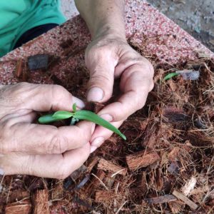 Chai mô Ngọc điểm đốm - chai 40 cây, nhập khẩu Thái