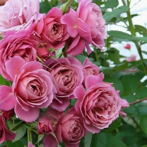 [Cây giống hoa] Hồng Nhật Bản Aoi (hồng bụi) size chậu C10 - CayGiongTot