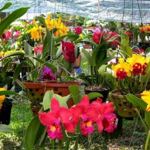 [Cây giống] Lan Cattleya Giống nhiều màu xổ số