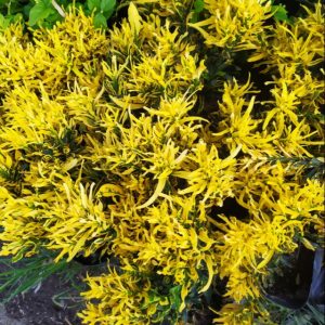 Cây giống dây khoan (cây lá màu) - CayGiongTot