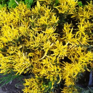 Cây giống dây khoan (cây lá màu) - CayGiongTot