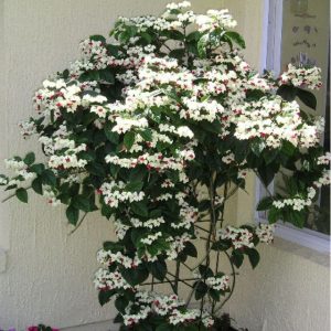 [Cây giống hoa]  Ngọc Nữ Trắng - Dây Ngọc Nữ -Clerodendron thomsonae - CayGiongTot