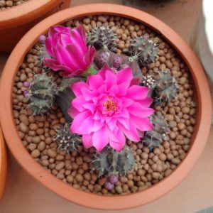 Túi 1 lít size S - Đất Sét Nung Popper Trồng Sen Đá Bonsai Hàng Thailand