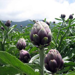 Gói 1GR hạt giống Atiso Đà Lạt - Bông Tím