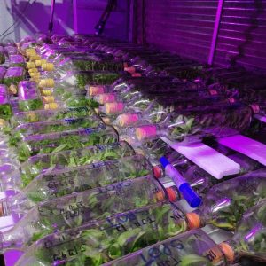 Ngọc điểm chai mô - Trắng - Nhập Thái 40 cây con