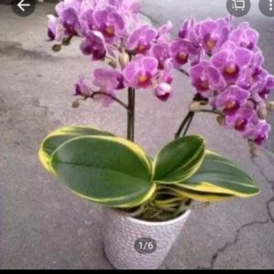 Lan Hồ điệp lá biên đột biến cây khỏe cứng cáp