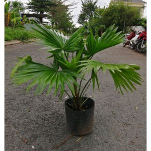 Cây giống Cây kè Nhật (cọ Nhật) - CayGiongTot