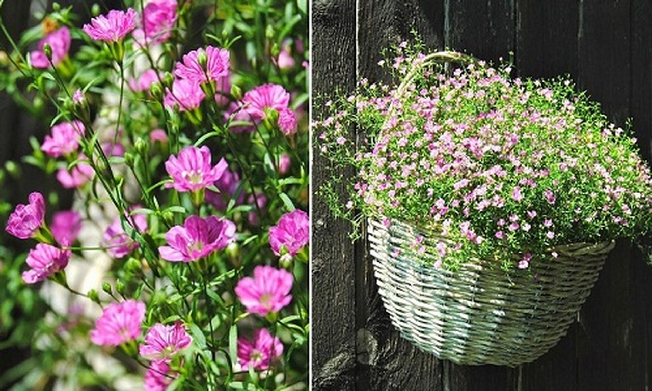 baby-hong-1-1 Gói 10 hạt giống hoa baby Hồng trồng chậu - Gypsophila Gypsy Rose/ Baby breath