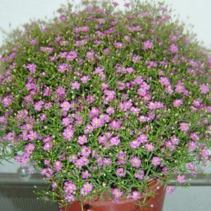 Gói 100 hạt giống hoa baby Hồng trồng chậu - Gypsophila Gypsy Rose/ Baby breath