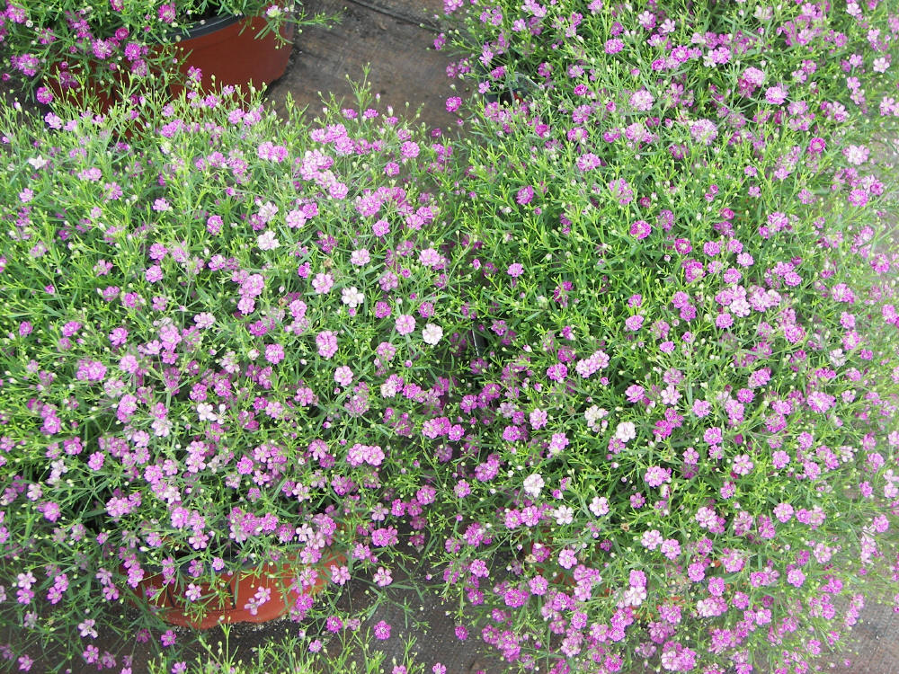 baby-hong-3-1 Gói 10 hạt giống hoa baby Hồng trồng chậu - Gypsophila Gypsy Rose/ Baby breath