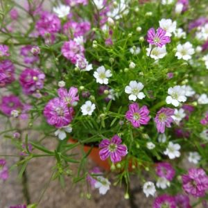 Gói 100 hạt giống hoa baby Hồng trồng chậu - Gypsophila Gypsy Rose/ Baby breath