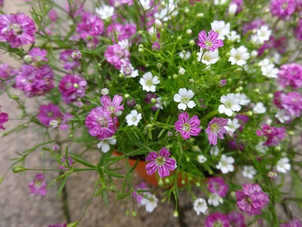 Gói 100 hạt giống hoa baby Hồng trồng chậu - Gypsophila Gypsy Rose/ Baby breath