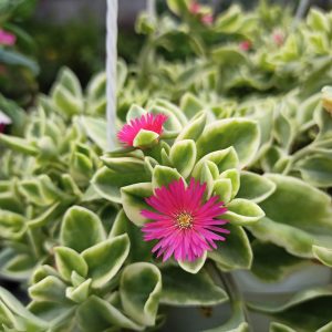 Chậu Cây BaBy Sun