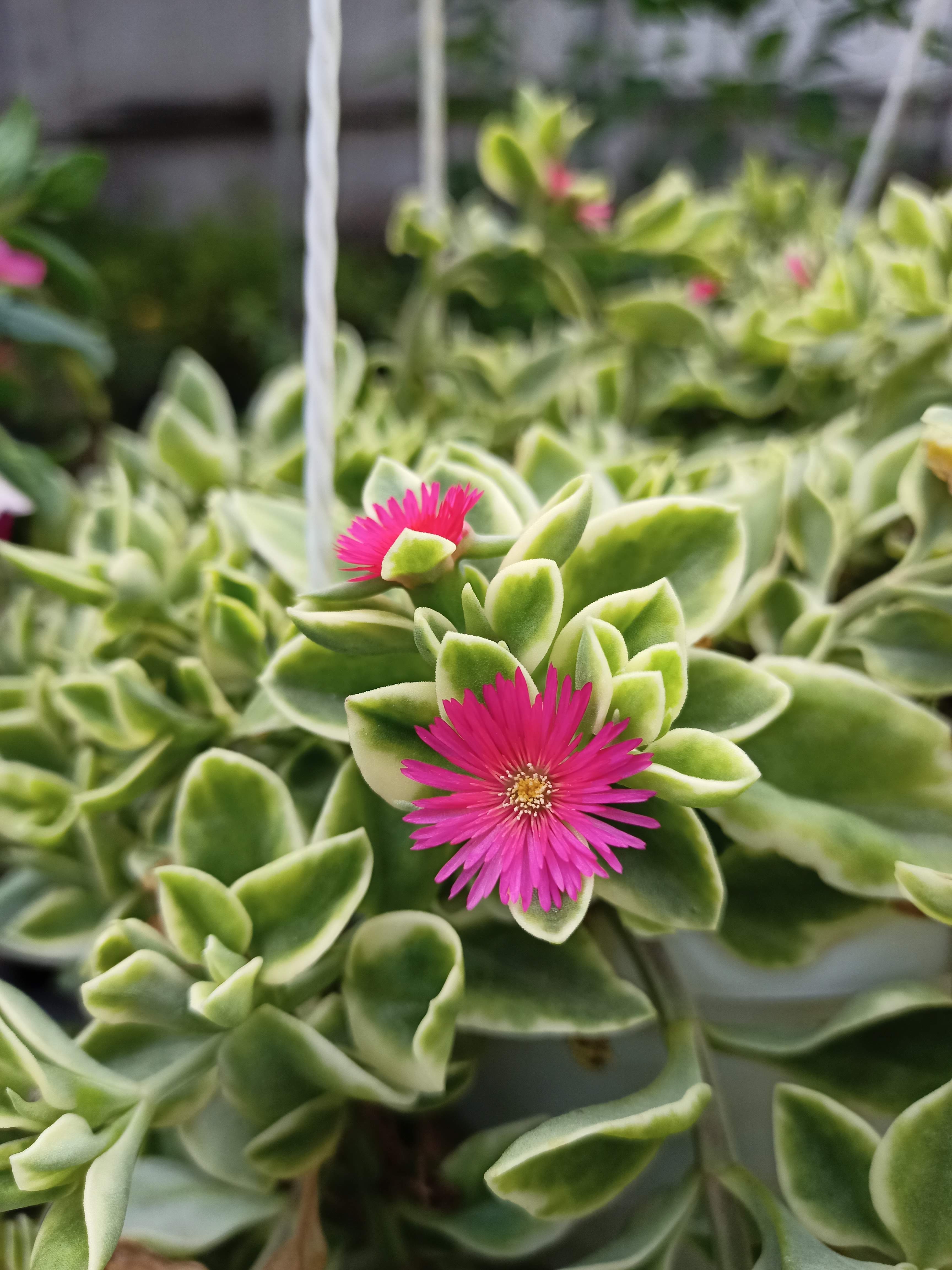 Chậu Cây BaBy Sun