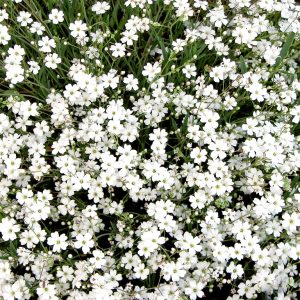 [Hạt mới t10.2019 - hoa Tết đẹp] Gói 100 hạt giống hoa baby trắng trồng chậu - Gypsophila Gypsy / Baby breath - Nanuseeds - Thế Giới Rau Mầm Shop