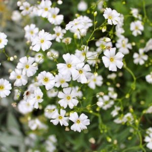 [Hạt mới t10.2019 - hoa Tết đẹp] Gói 100 hạt giống hoa baby trắng trồng chậu - Gypsophila Gypsy / Baby breath - Nanuseeds - Thế Giới Rau Mầm Shop