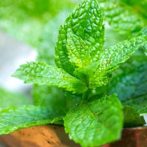 Gói 0.2g hạt giống bạc hà Âu (húng lủi)