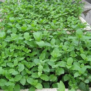 Gói 0.2g hạt giống bạc hà Âu (húng lủi)