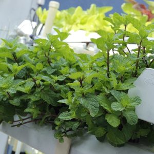 Gói 0.2g hạt giống bạc hà Âu (húng lủi)