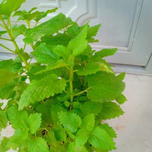 Chậu cây Bạc Hà Chanh Sả - Lemon Balm