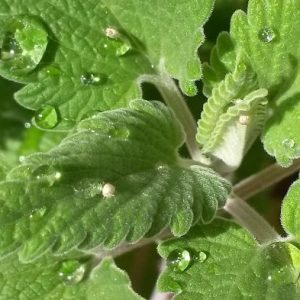 Gói 50  hạt giống Catnip Cỏ Mèo