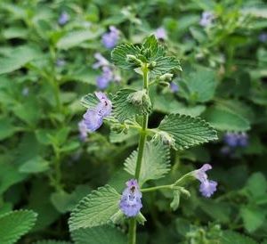 Gói 50  hạt giống Catnip Cỏ Mèo