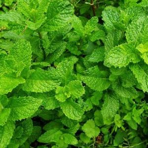 Chậu cây Bạc Hà Mèo - Catnip - Cat Mint