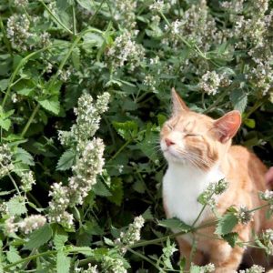 Gói 50  hạt giống Catnip Cỏ Mèo