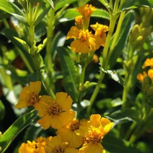 Gói 50  hạt giống Bạc Hà Mexico Thơm, Dễ Trồng