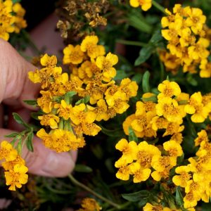 Gói 50  hạt giống Bạc Hà Mexico Thơm, Dễ Trồng