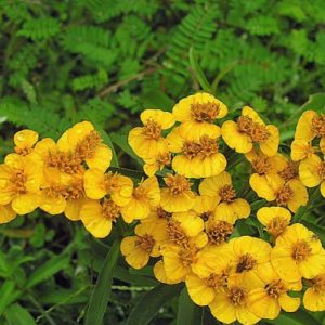 Gói 50  hạt giống Bạc Hà Mexico Thơm, Dễ Trồng