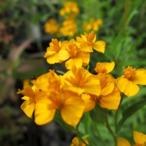 Gói 50  hạt giống Bạc Hà Mexico Thơm, Dễ Trồng