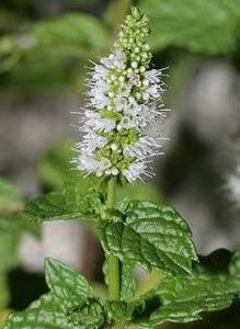 Gói 100  hạt giống Bạc Hà Mint Spearmint