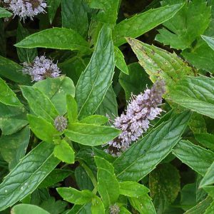 Gói 100  hạt giống Bạc Hà Mint Spearmint