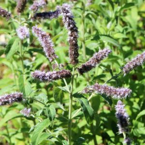 Gói 50  hạt giống Bạc Hà Ngựa Horsemint