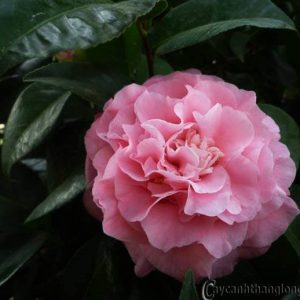 [Cây giống hoa] hồng BỤI Camellia size chậu C9 - giống hồng ngoại  sai hoa, hoa to và lâu tàn - CayGiongTot