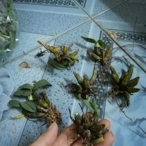 Combo 5 cây giống Lan Rừng Hỏa Hoàng Cam