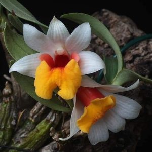 [Giống quý hiếm, còn ít nên thanh lý] - Lan Rừng - Bạch Hoả Hoàng - Giao cây giống khóm nhỏ, chưa hoa như hình, dành cho người yêu lan sưu tầm